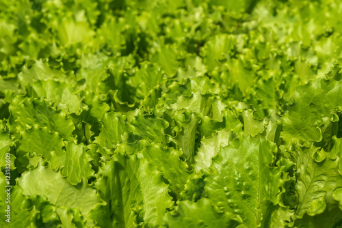 salad vegetables plant background