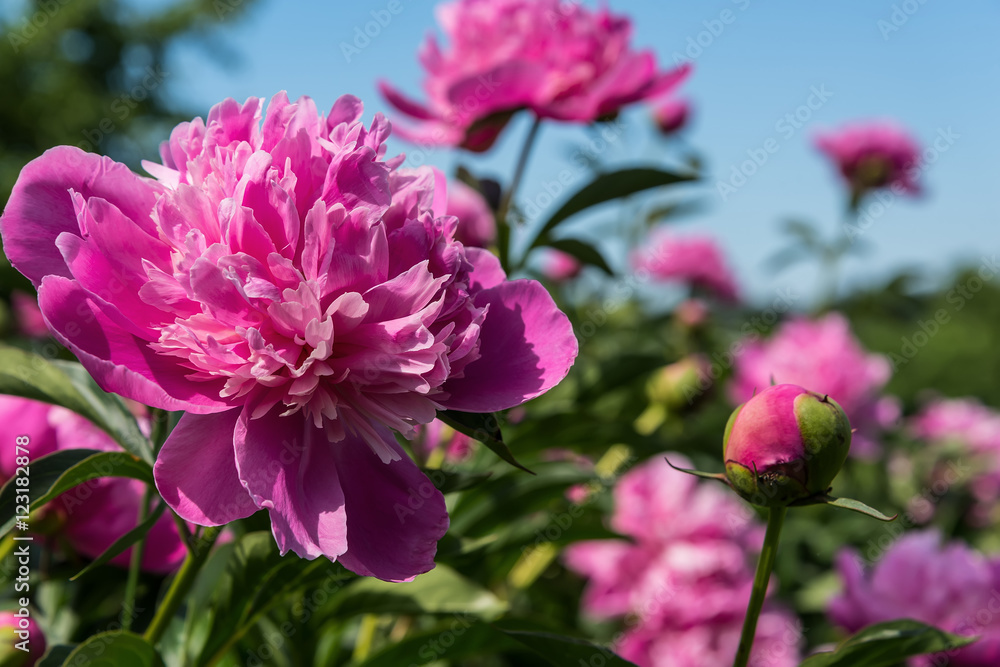 pink peonies flowers background