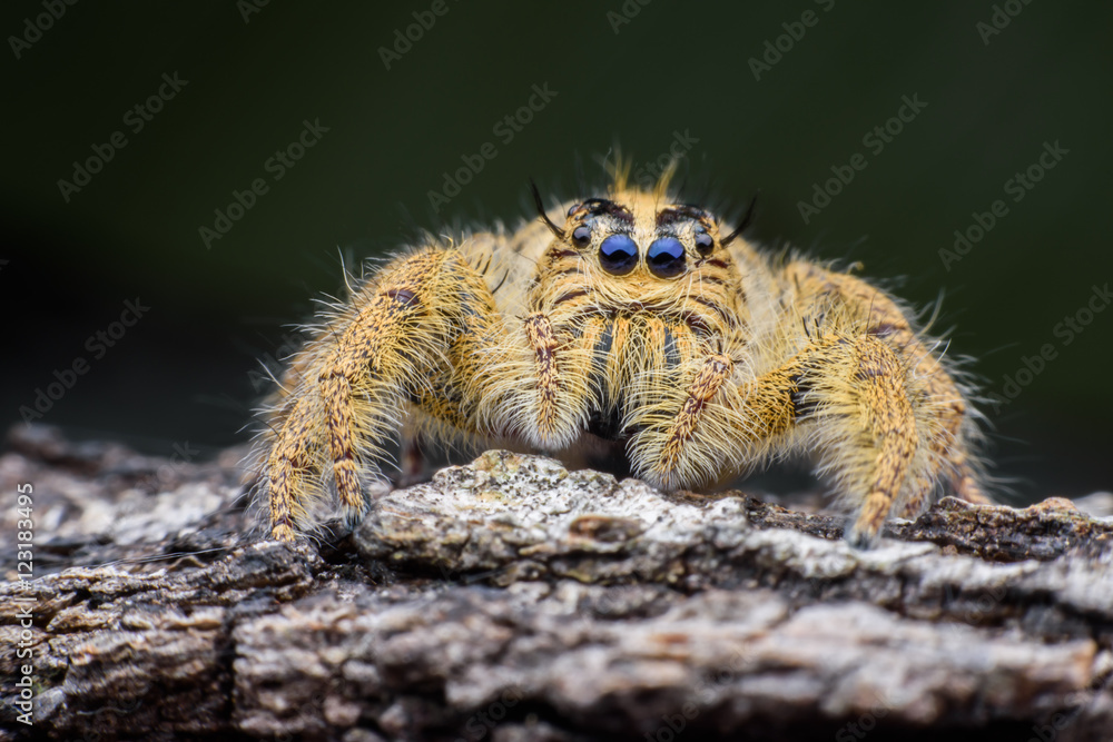 Close up female Hyllus diardi or Jumping spider on rottedwood