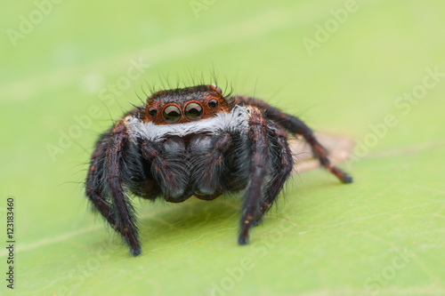 Jumping spider on green leaf