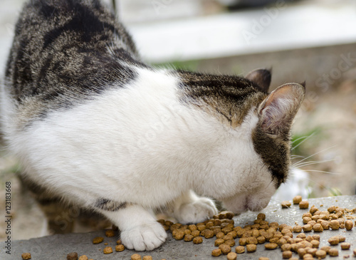 Stray cat eating on the street