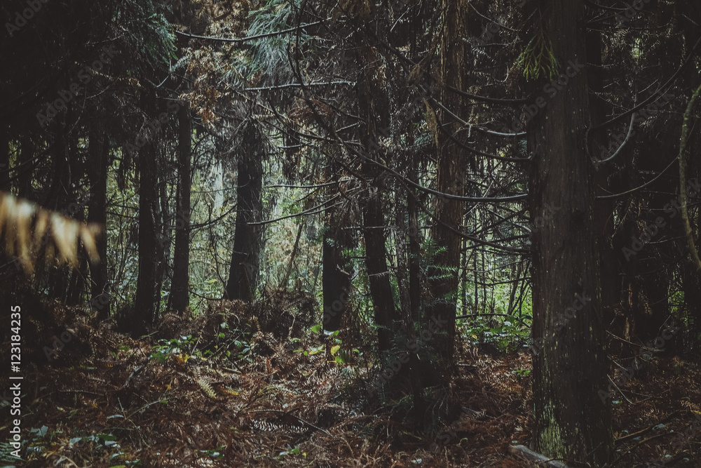 Obraz premium forest