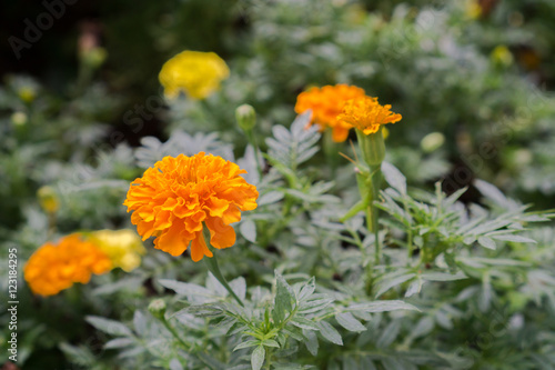 Yellow Marigold flower blossoming in blur background, Scientific name as Tagetes spp