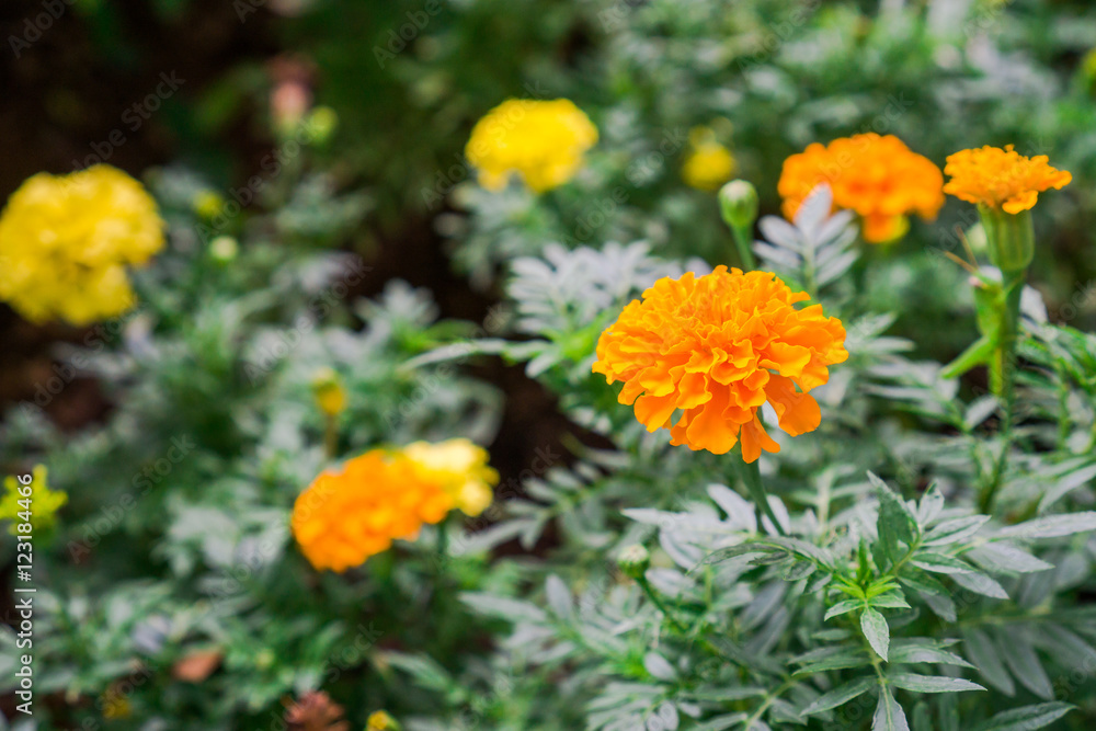 Yellow Marigold flower blossoming in blur background, Scientific name as Tagetes spp Yellow Marigold flower blossoming in blur background, Scientific name as Tagetes spp