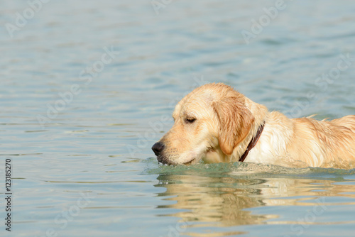 Dog golden retriever standing in the lake
