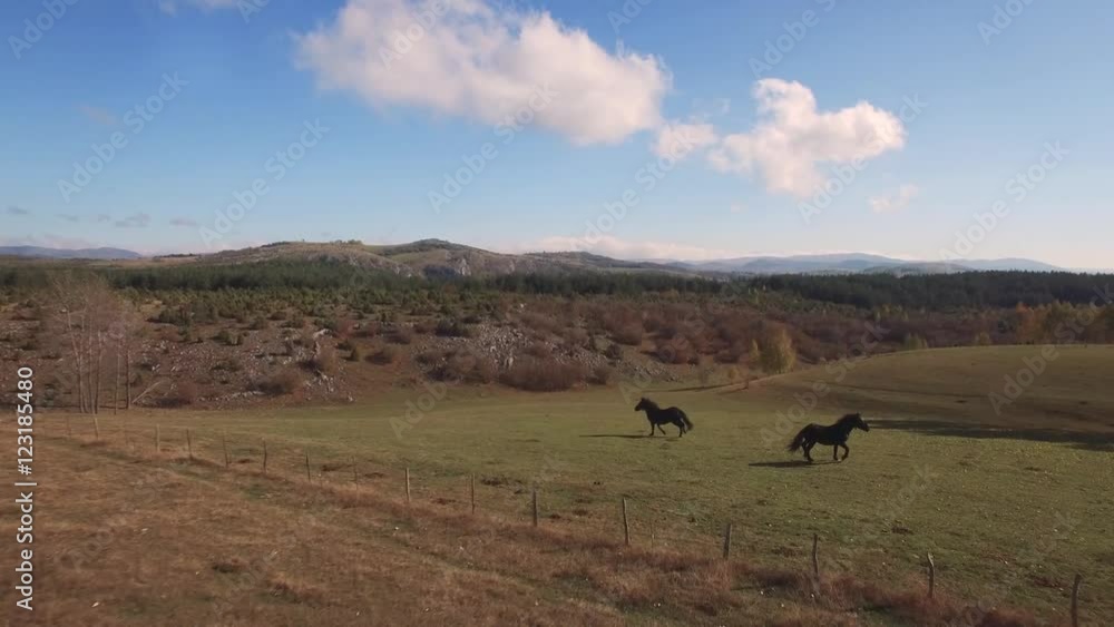 Aerial view on the black horses running on the grassy field.
Aerial view on the black horses running on the grassy field.