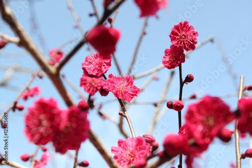 紅梅