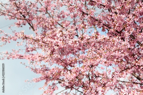 河津桜