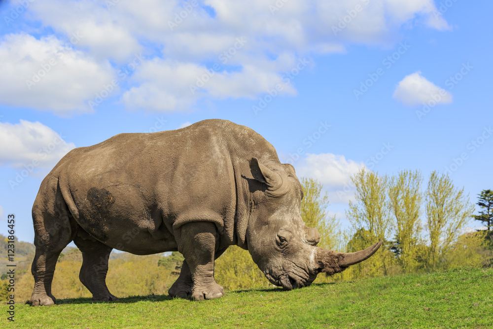 Fototapeta premium The Indian Rhinoceros in the beautiful West Midland Safari Park