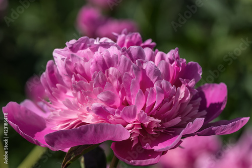 pink peony flower background