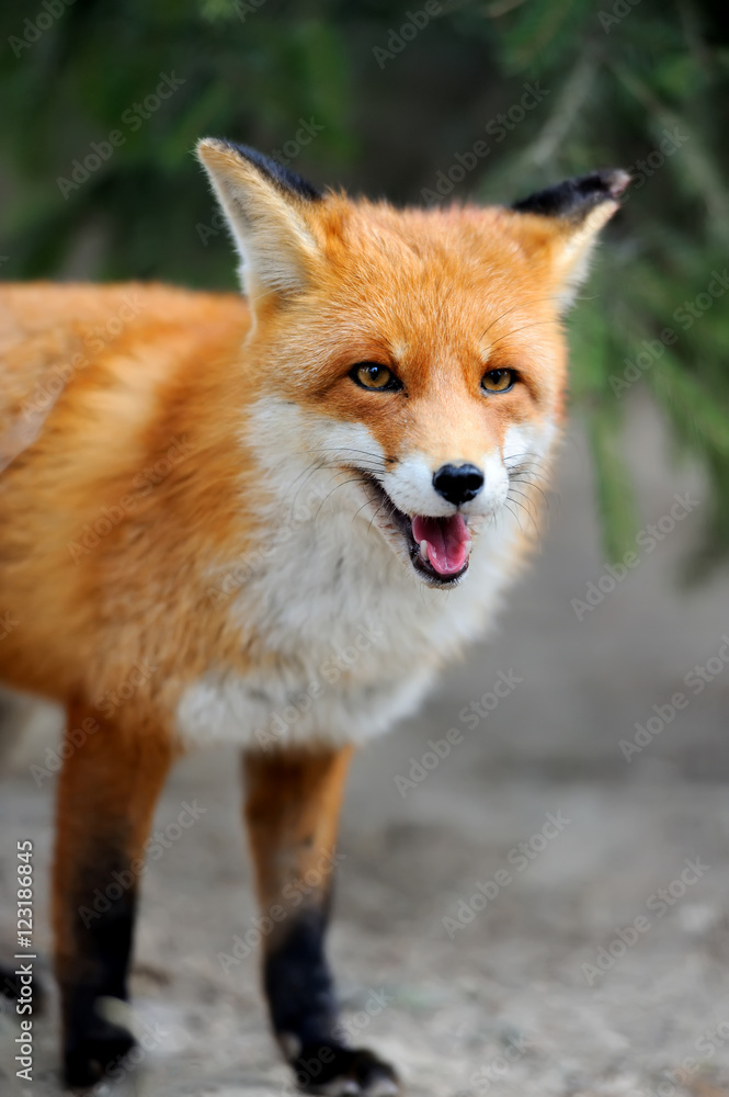 Fototapeta premium Wild red fox portrait