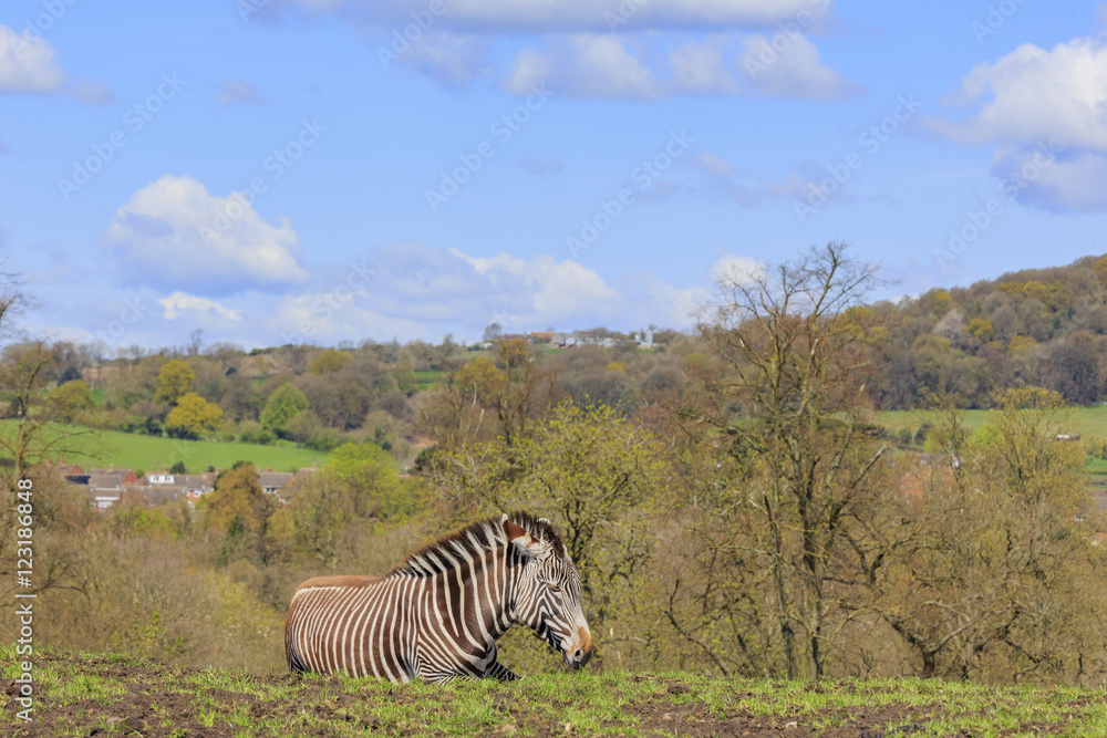 Naklejka premium The zebra in the beautiful West Midland Safari Park