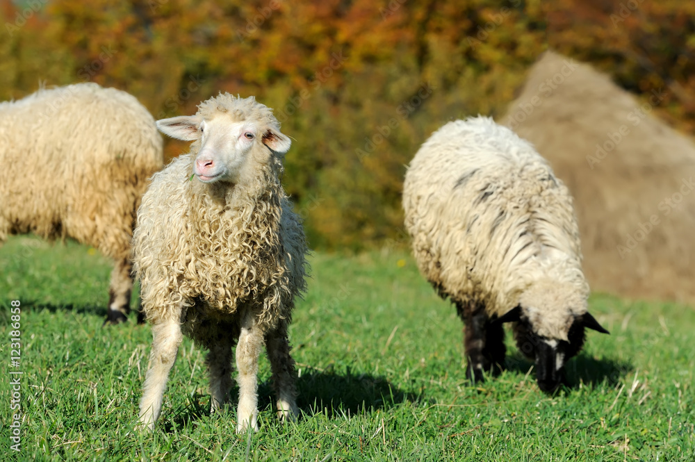 Fototapeta premium Sheep on a meadow