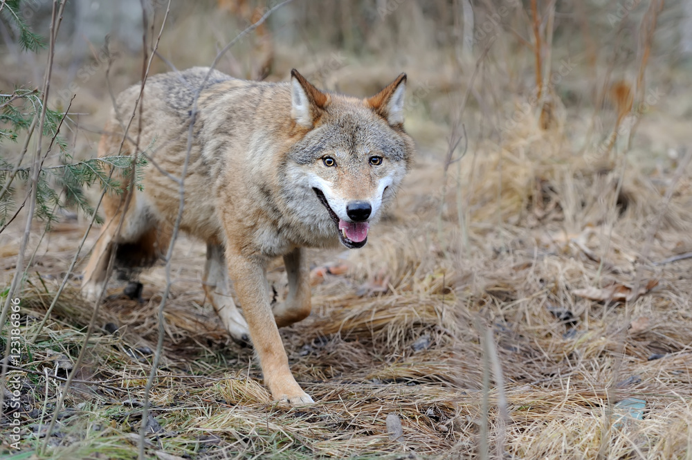 Fototapeta premium Wild wolf in forest