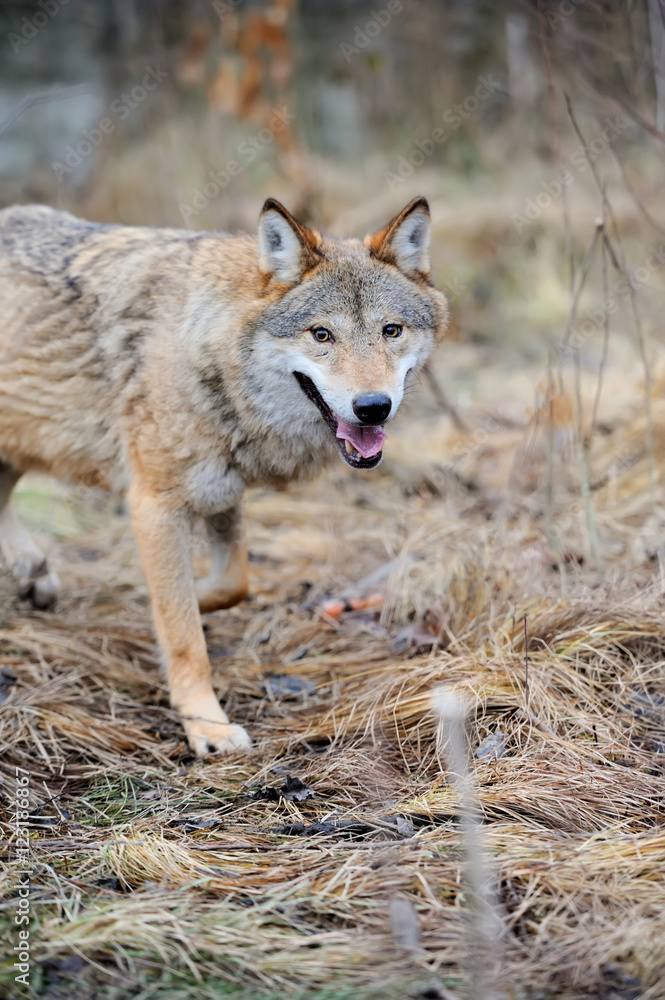 Wild wolf in forest