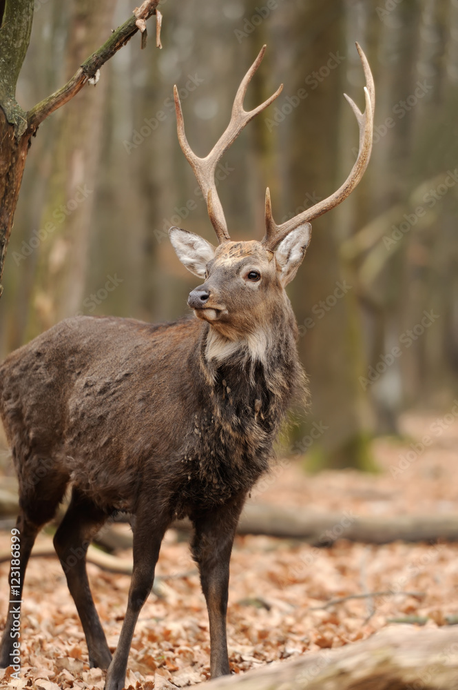 Deer in forest Deer in forest