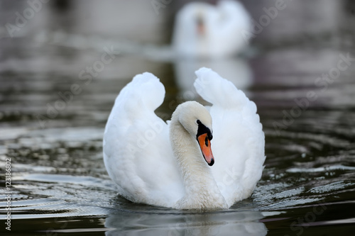 Swan in the lake