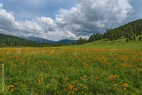 Wallpaper Mural orange flowers meadow mountains Torontodigital.ca