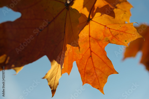 Sunlit maple leaves closeup background