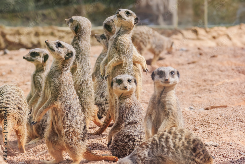 The beautiful Meerkat in the beautiful West Midland Safari Park The beautiful Meerkat in the beautiful West Midland Safari Park