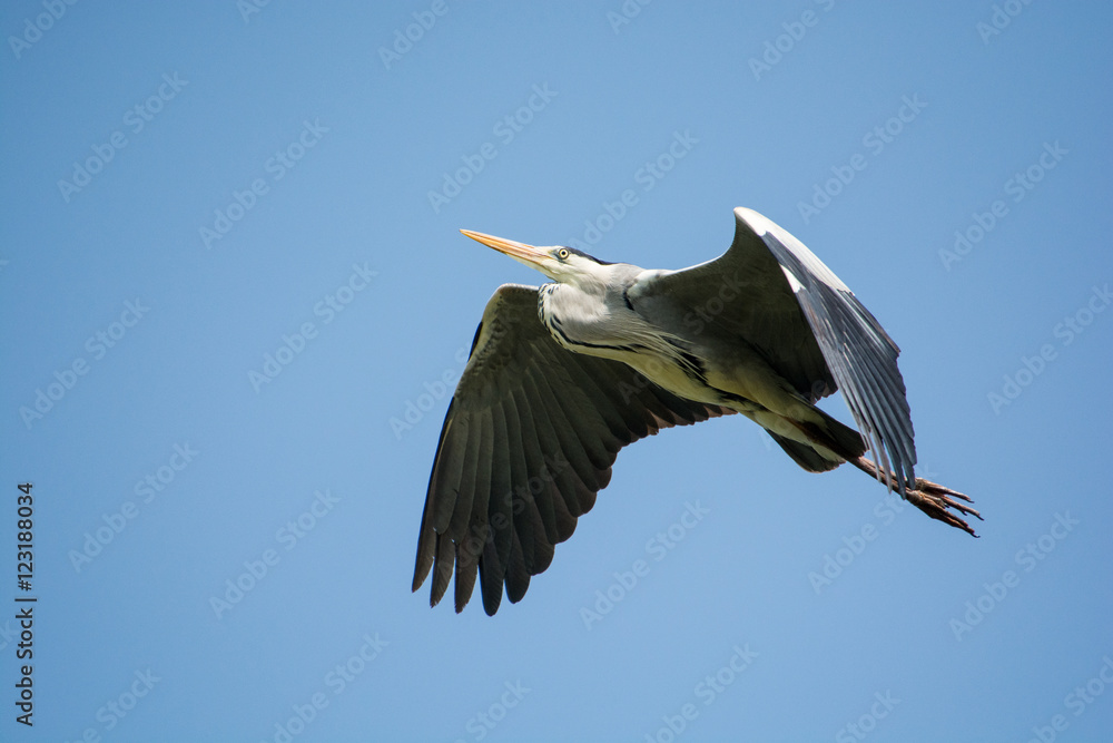 Obraz premium 青鷺