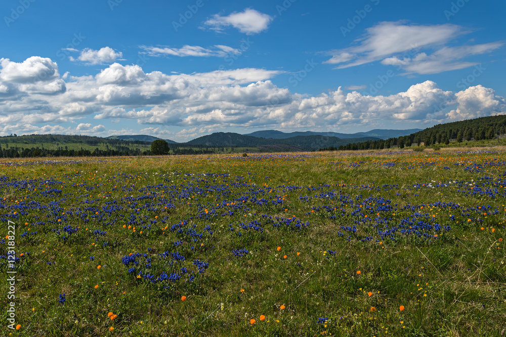 flowers meadow mountains