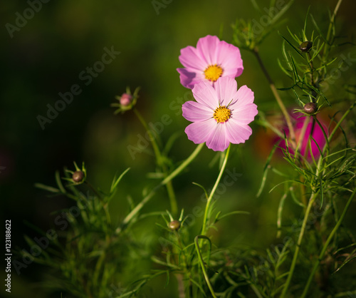 Cosmos flower. Selective focus with shallow depth of field.