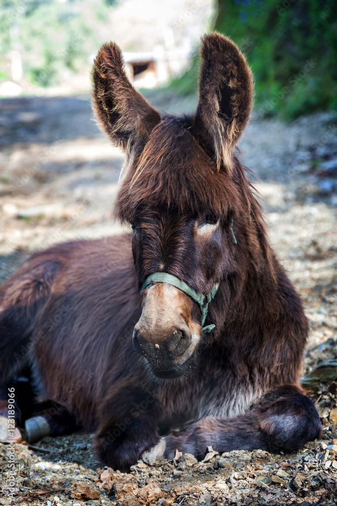 Fototapeta premium Farm Donkey portrait