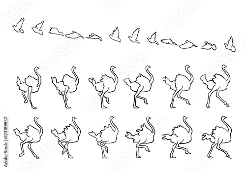 Pigeon and Ostrich framed Fly and Walk