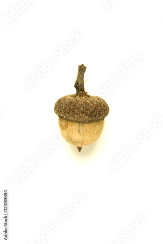 One dried autumn acorn on over white