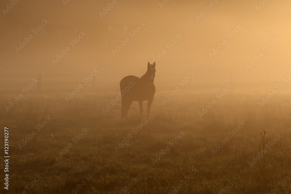 Silhouette eines Pferdes im Nebel stehend Silhouette eines Pferdes im Nebel stehend
