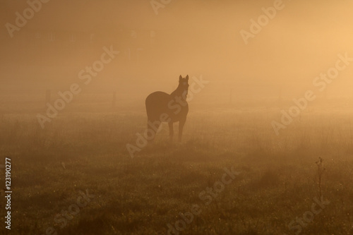 Silhouette eines Pferdes im Nebel stehend