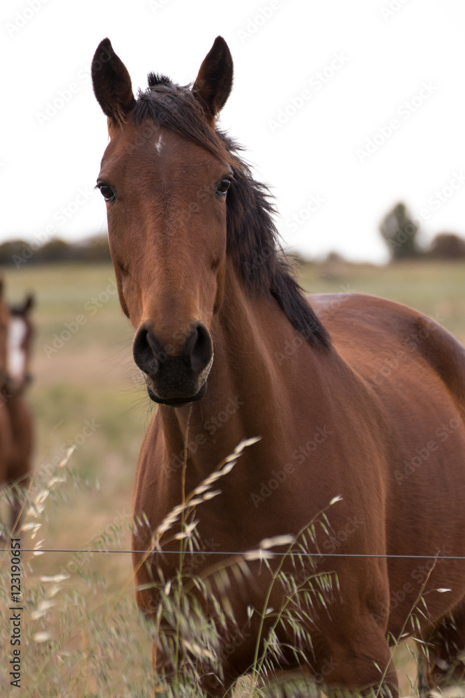 Obraz premium Pokorny olbrzym