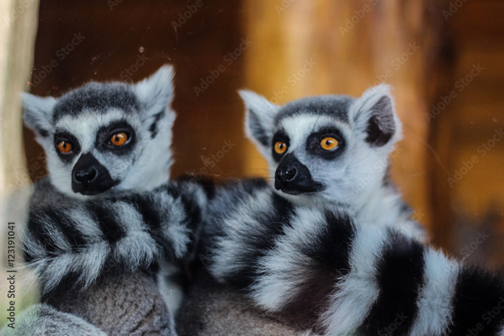 Close-up of ring-tailed lemur (Lemur catta)