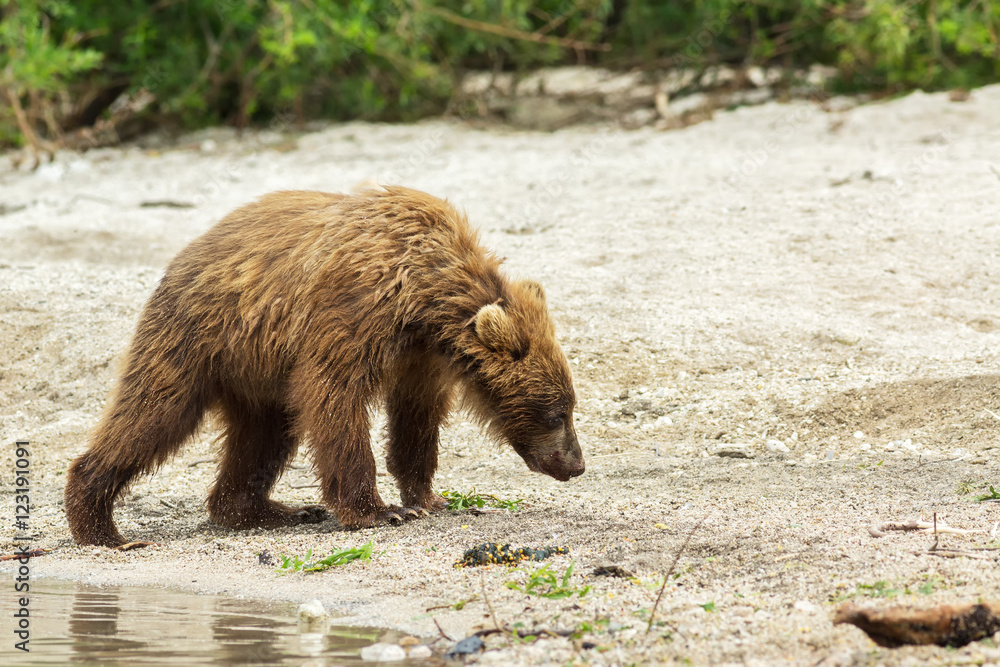 Fototapeta premium Brown bear cubs on the shore of Kurile Lake.