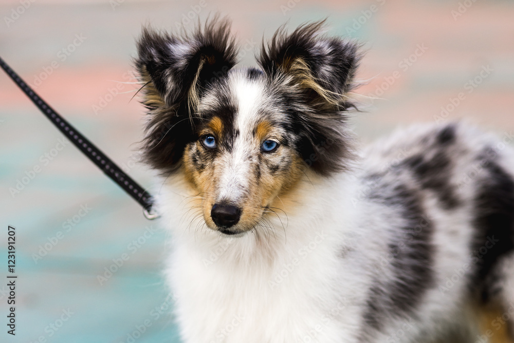 Blue Merle Shetland Sheepdog on a walk Blue Merle Shetland Sheepdog on a walk