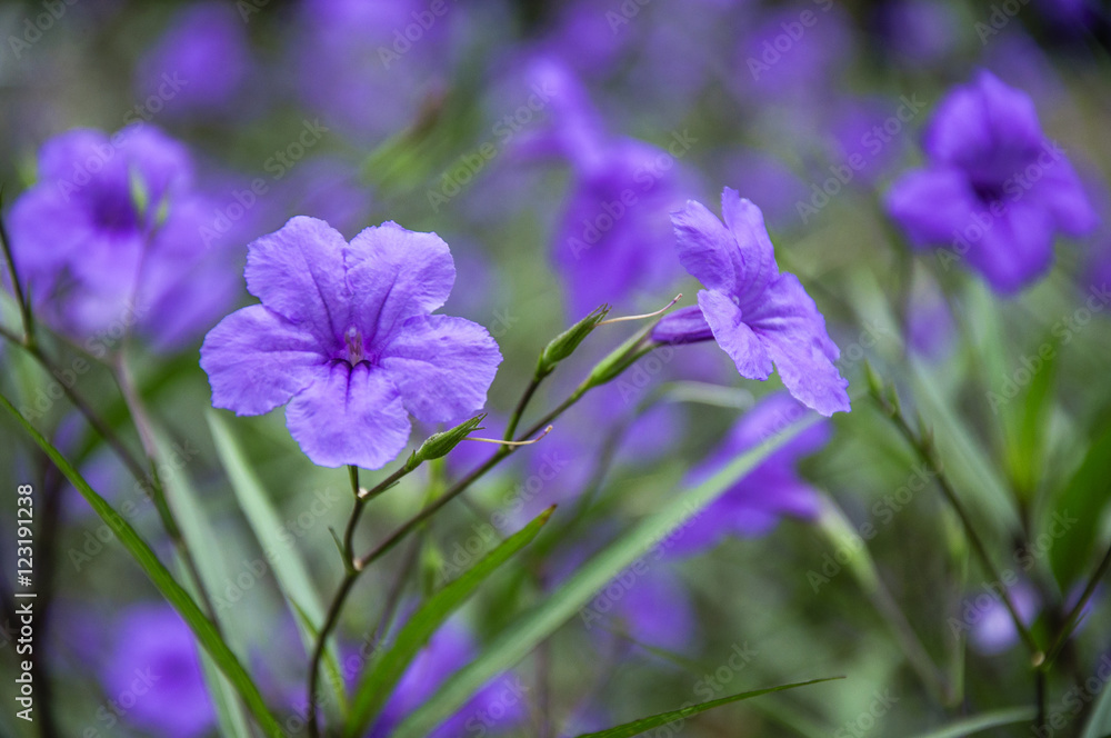 The blossoming ruellia brittoniana flowers closeup
