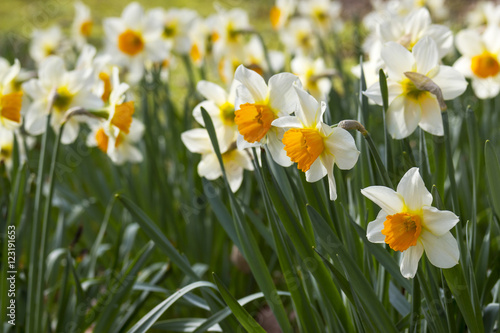 Fototapeta Naklejka Na Ścianę i Meble -  narcissus flowers