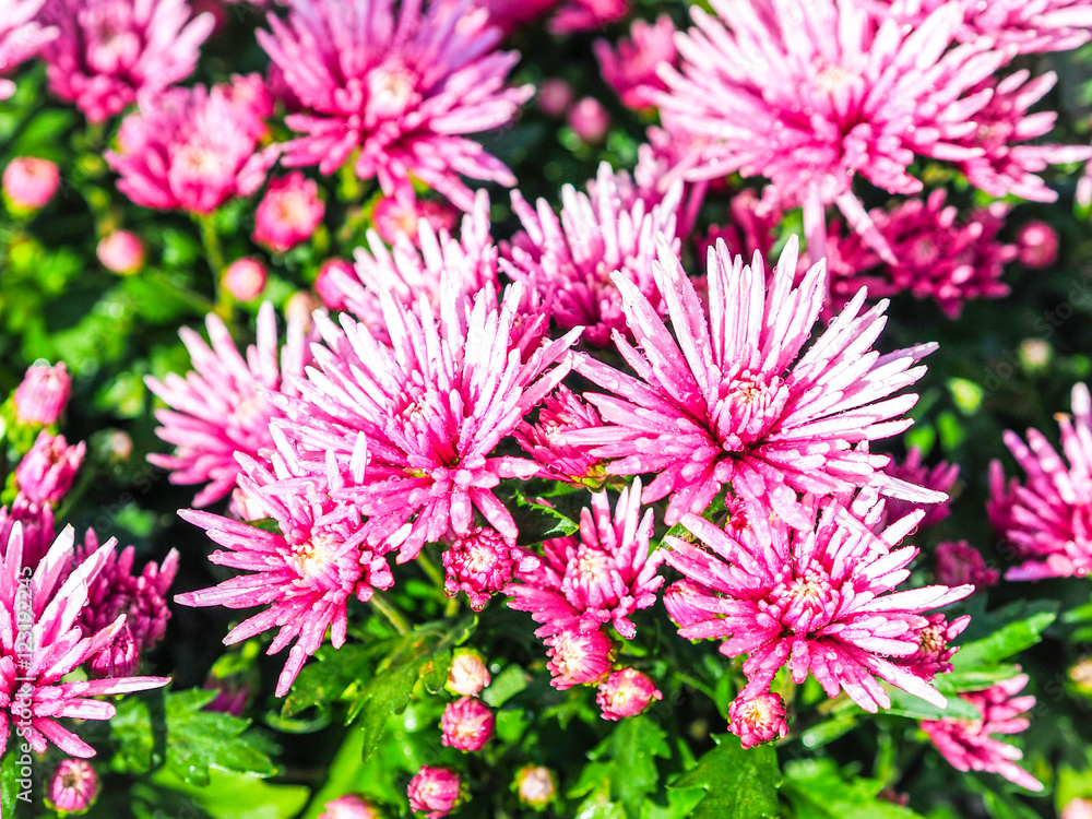 Obraz premium chrysanthemum fresh pink in garden.