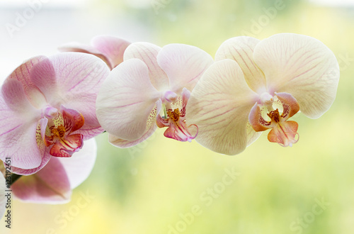 Romantic variegated branch of orchid on varicoloured background