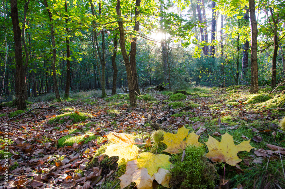 Verträumte Herbstlandschaft im Wald genießen, Glück, Freude, Meditation: Weicher Waldboden, sanftes Licht, Blätter, Bäume, rotes und gelbes Laub :) Verträumte Herbstlandschaft im Wald genießen, Glück, Freude, Meditation: Weicher Waldboden, sanftes Licht, Blätter, Bäume, rotes und gelbes Laub :)