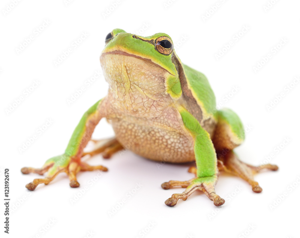 Fototapeta premium Green frog isollated.