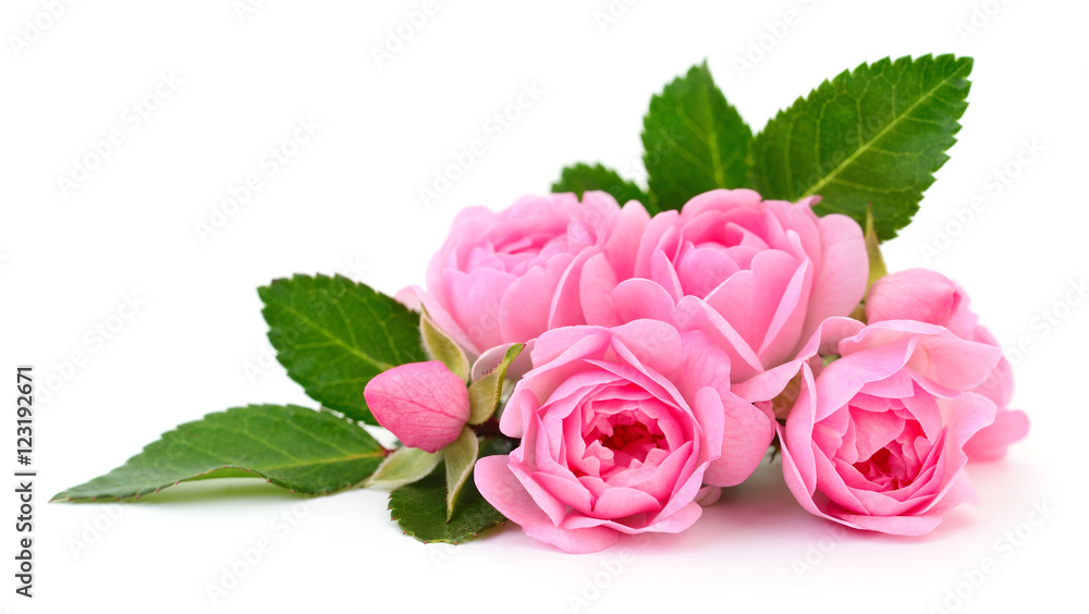 Fototapeta premium Beautiful pink roses.