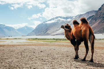 Fotobehang Kameel Tweebultige kameel in Nubra Valley  © twinsterphoto