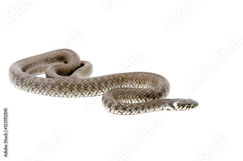Creeping snake isolated on white background