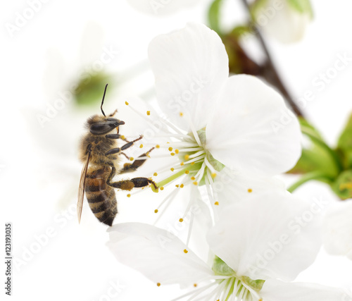 Honeybee and white flowers © Anatolii