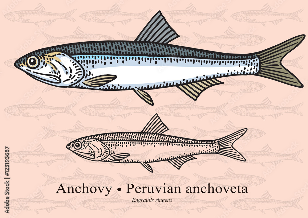 Naklejka premium Anchovy, Peruvian anchoveta. Vector illustration for artwork in small sizes. Suitable for graphic and packaging design, educational examples, web, etc.