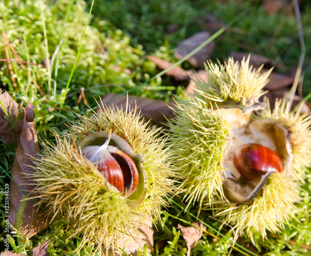 Wald im Herbst: essbare Kastanien, Maronen in Schale :) Wald im Herbst: essbare Kastanien, Maronen in Schale :)