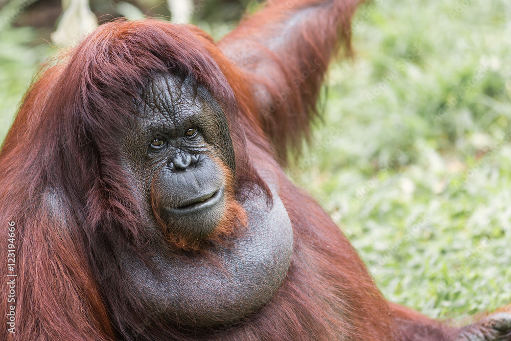 A female of the orangutan A female of the orangutan