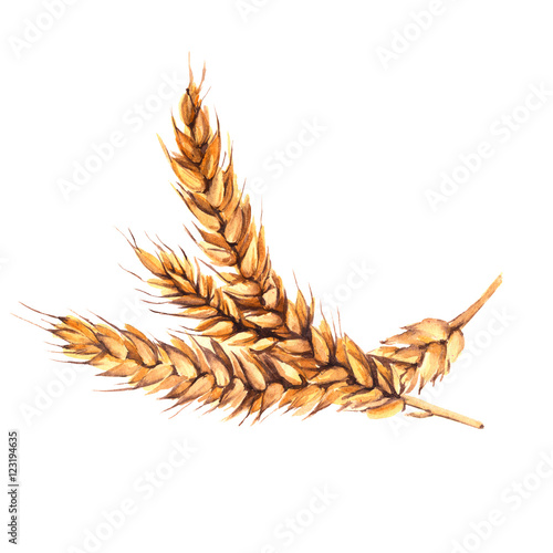 Malt. Isolated on a white background. Watercolor illustration. photo